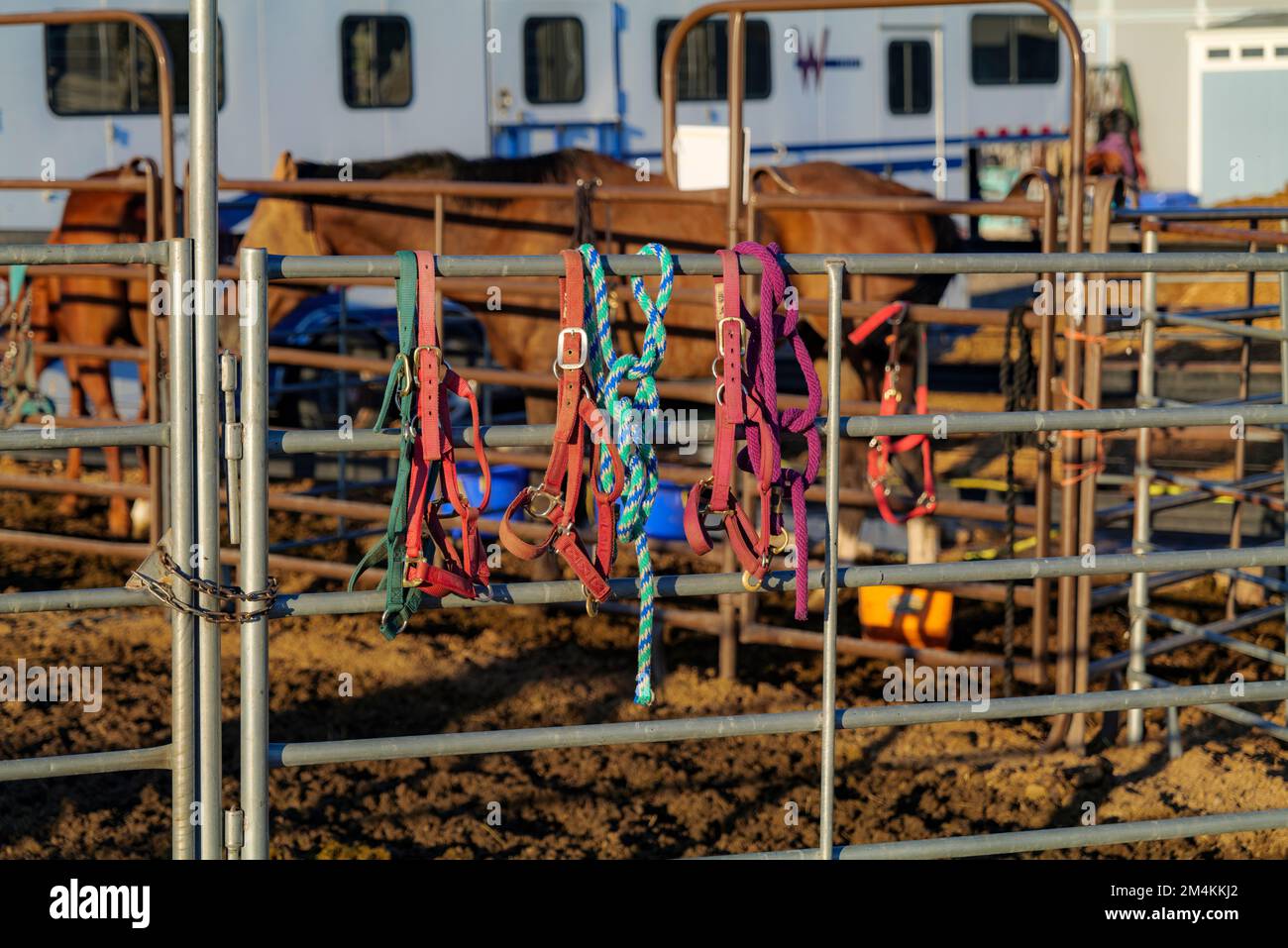 Bay Horse in piedi a Spalato Rail metallo recinzione in un pascolo, vista montagna sullo sfondo Foto Stock