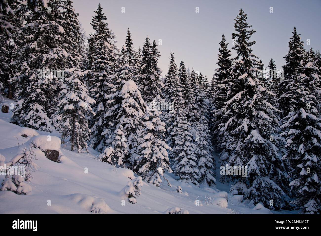 Bella foresta di conifere in inverno, Austria Foto Stock