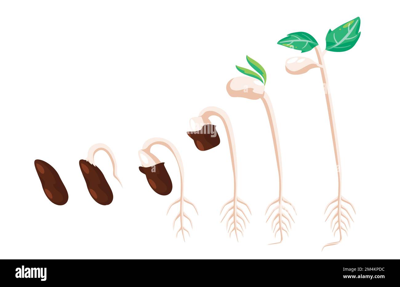 Semi di germinazione di germinazione di fagiolo fasi di processo di pianta vita per dispiegare foglie crescenti fasi Illustrazione Vettoriale