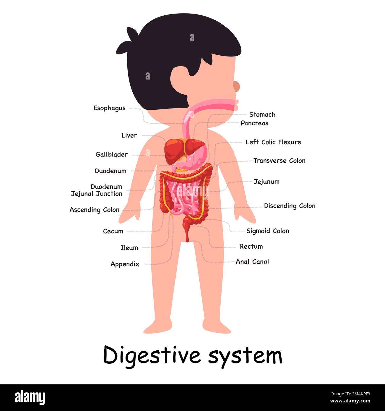 Immagine grafica anatomica interna dell'organo del sistema digestivo umano dello stomaco addominale Illustrazione Vettoriale