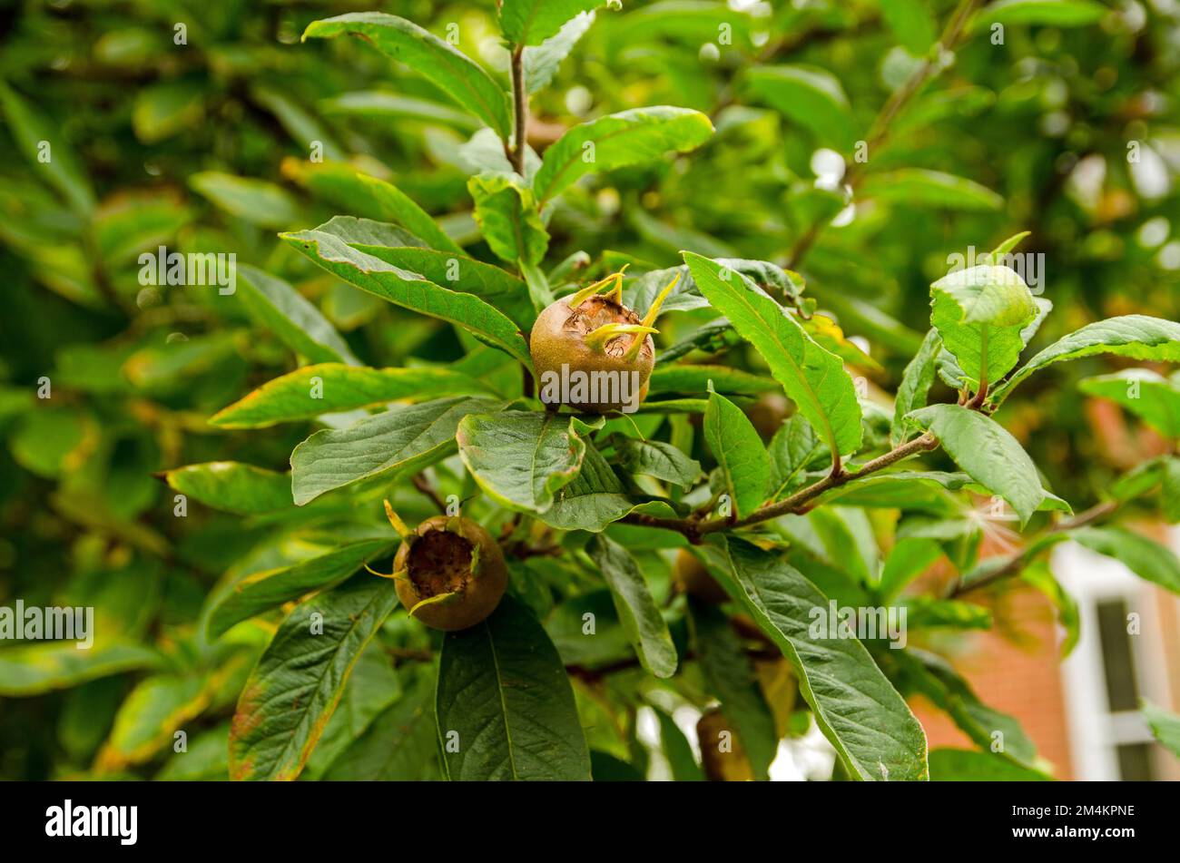 Frutto dell'albero di Medler, nome latino Mespilus germanica, maturazione in giardino a fine estate. Foto Stock