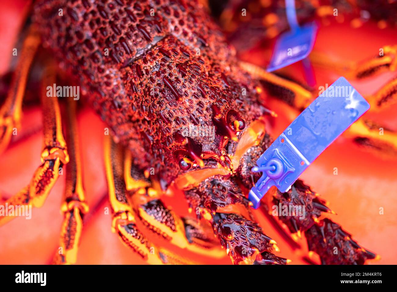 Cattura aragosta dal vivo in America. Gamberi di pesca in Tasmania Australia. pronto per il nuovo anno cinese in cina Foto Stock