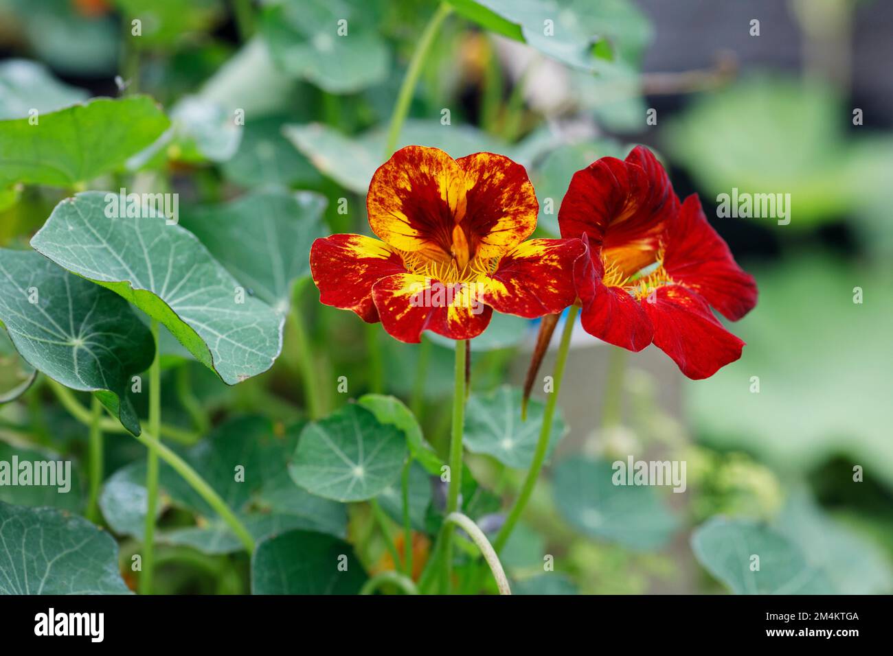 Tropaeolum majus 'Orchid Flame'. Nasturzio 'Orchid Flame' fiori. Foto Stock