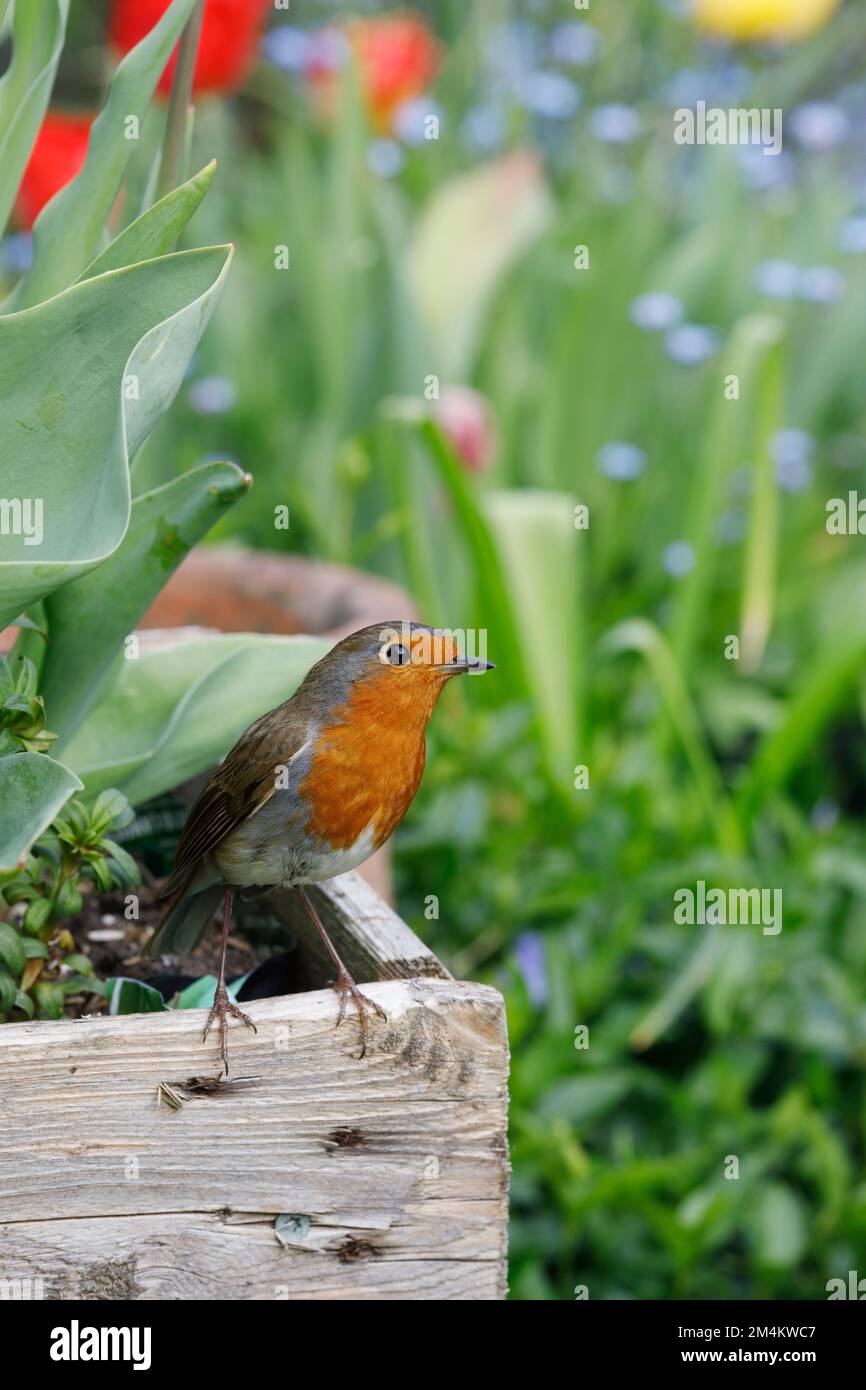 Erithacus rubecula. Robin in un giardino inglese. Foto Stock