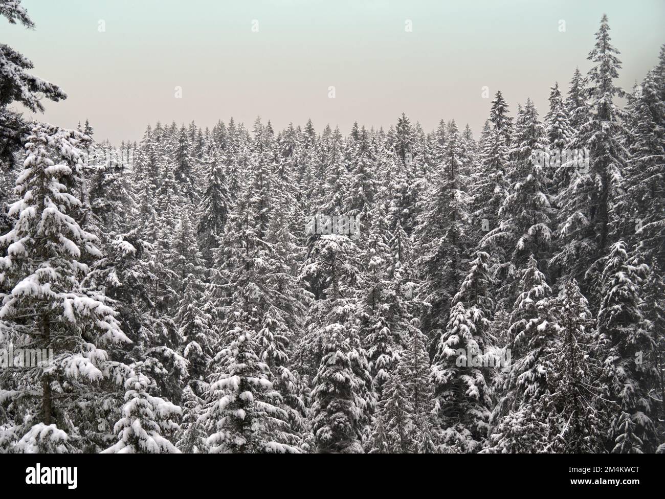 Una fitta foresta di pini sempreverdi ricoperti di neve al Parco Regionale del Fiume Capilano vicino alla diga di Cleveland a North Vancouver, BC, Canada Foto Stock