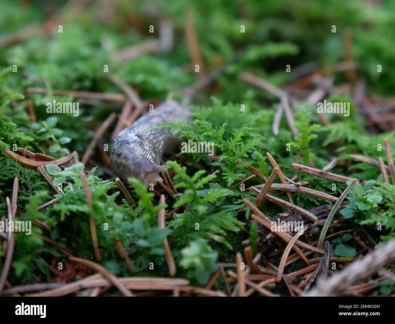 Slug su muschio Foto Stock