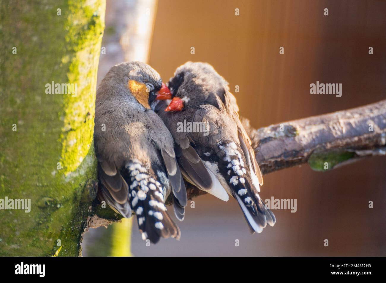 Un primo piano di due uccelli australiani zebra finch che si amano l'un l'altro su un ramo di albero Foto Stock