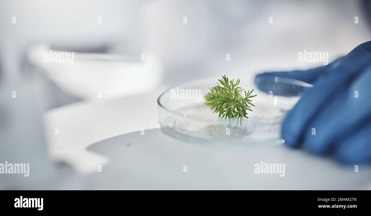 Scienza, ricerca e mani con piante in capsula di Petri per test di laboratorio orticoltura, esame e studio. Laboratorio, agricoltura e foglia per Foto Stock