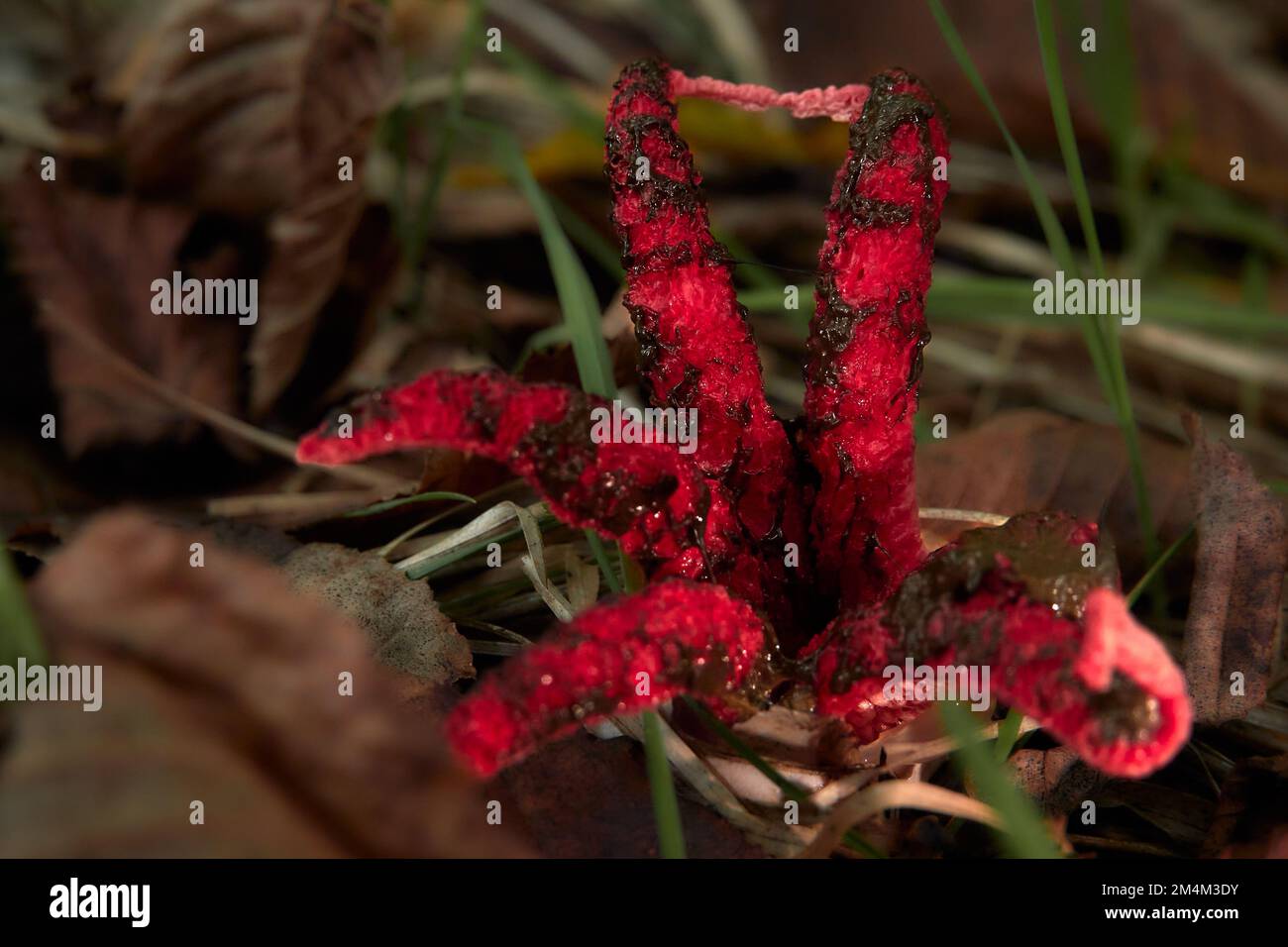 Bellissimo fungo chiamato Poltopus Stinkhorn o dita del diavolo (clathrus archeri) sul fondo della foresta. Foto Stock