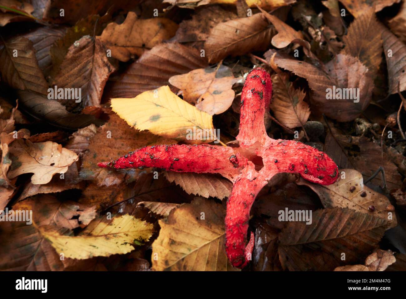 Polpo, corno di cocco o dita del diavolo (clathrus archeri) sul fondo della foresta. Foto Stock