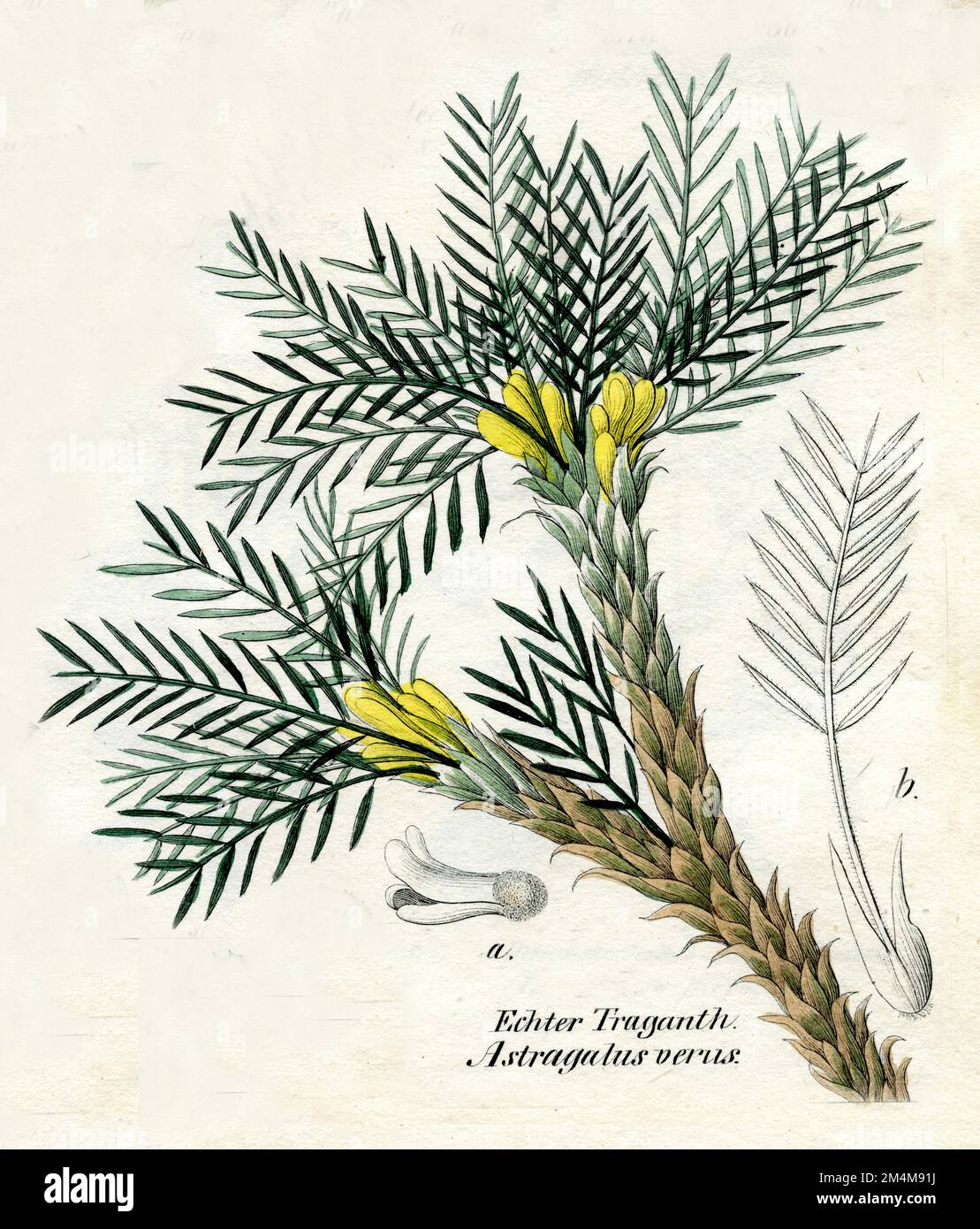 Adragante, gomma adragante milkvech Astragalus gummifer, (libro di botanica, 1850), Astragalus gummifer, Traganthpflanze Foto Stock