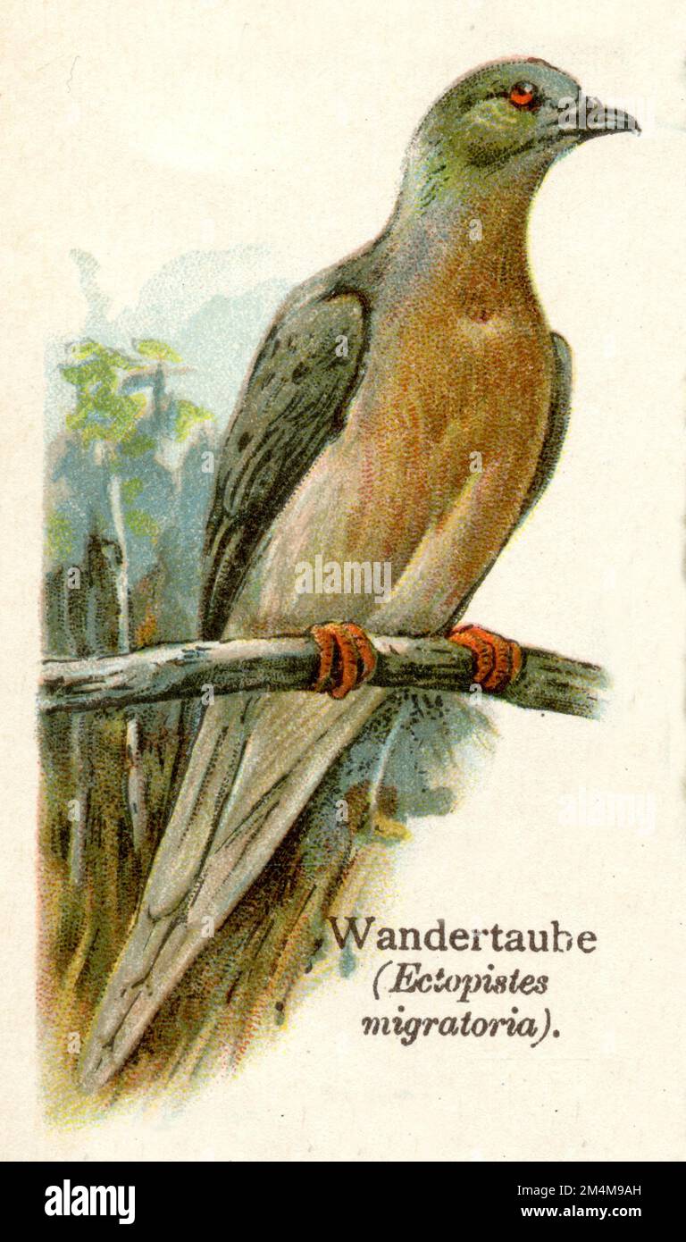Piccione passeggeri, piccione selvatico Ectopisces migratorius, (, ), Wandertaube Foto Stock