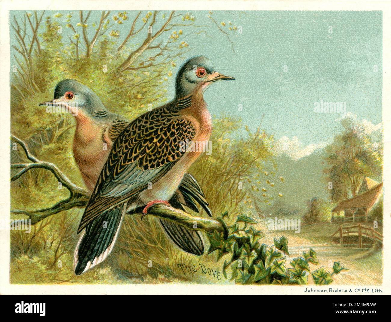 Piccione passeggeri, piccione selvaggio Ectopisces migratorius, Johnson (, ), Wandertaube Foto Stock