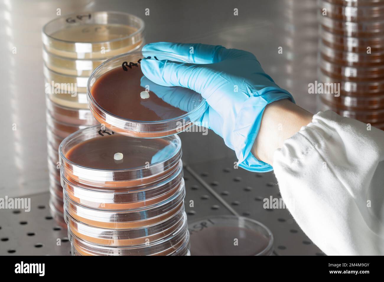 Scienziato che lavora in ambiente asettico mentre maneggia le capsule di Petri impilandole sotto il cappuccio sterile, concetto di ricerca scientifica sulla salute umana Foto Stock