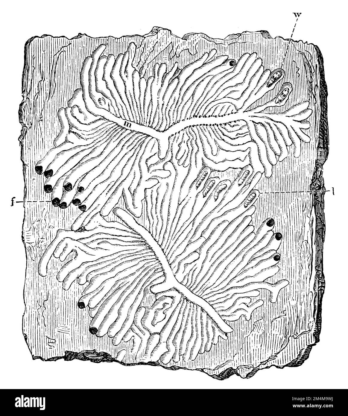scarabeo europeo di corteccia di abete rosso, gallerie, m galleria madre, w. pupa, foro di volo, l larva, IPS tipographus, anonimo (libro di storia naturale, 1886), Buchdrucker, Gänge, m Muttergang, w. Puppe, f Flugloch, l larve, bostryche tipographe, galeries, m galerie maternelle, con nymphe, f trou d'envol, l larve Foto Stock