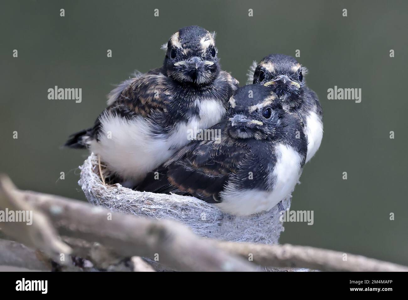 Willie Wagtail pulcini in nido in attesa che i genitori vengano con il cibo Foto Stock
