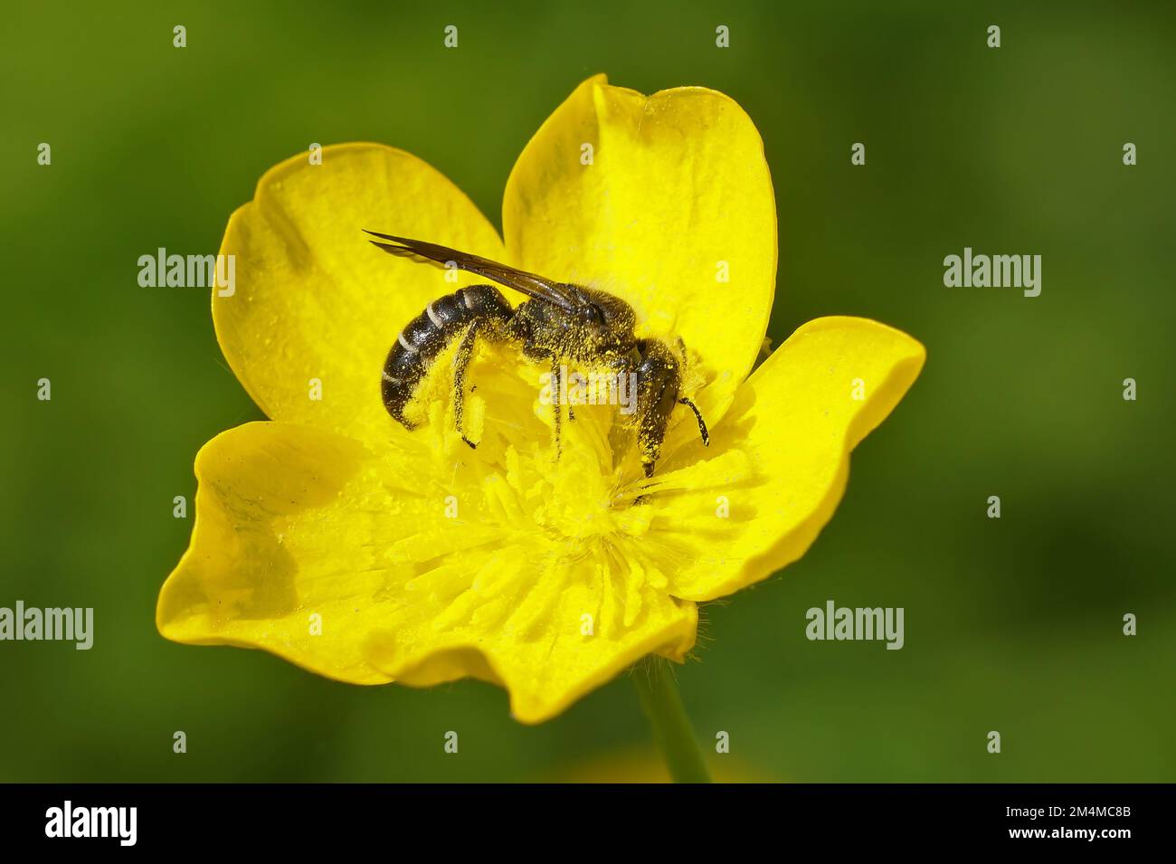 Primo piano naturale sull'ape a forbice grande, Chelostoma florisomne, nella sua pianta ospitante un fiore giallo di coppa di burro, Ranunculus acris Foto Stock