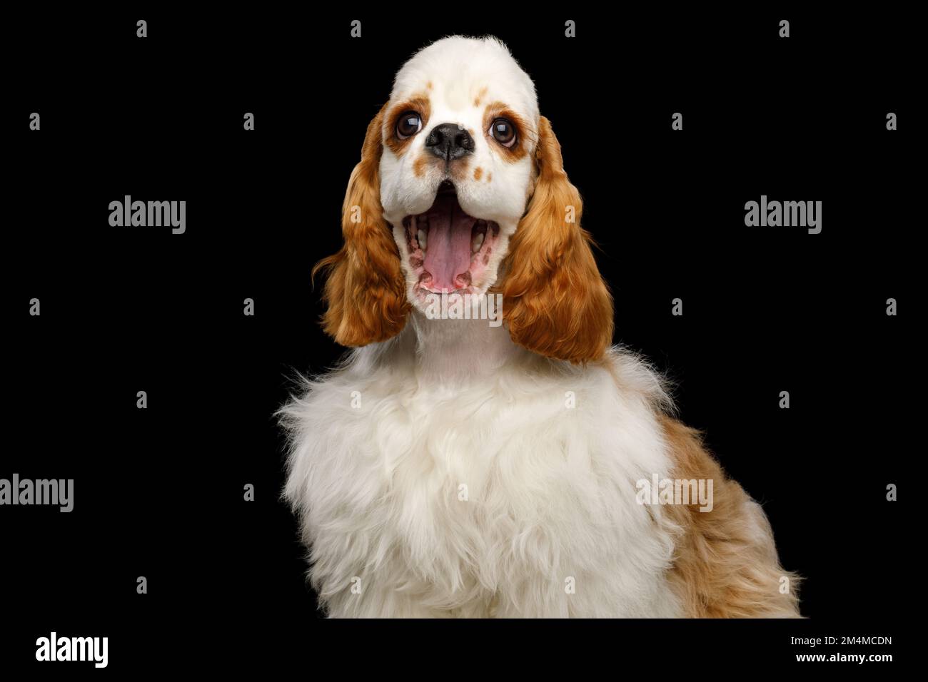 Ritratto del cane americano Cocker Spaniel Funny sorridente isolato su sfondo nero Foto Stock