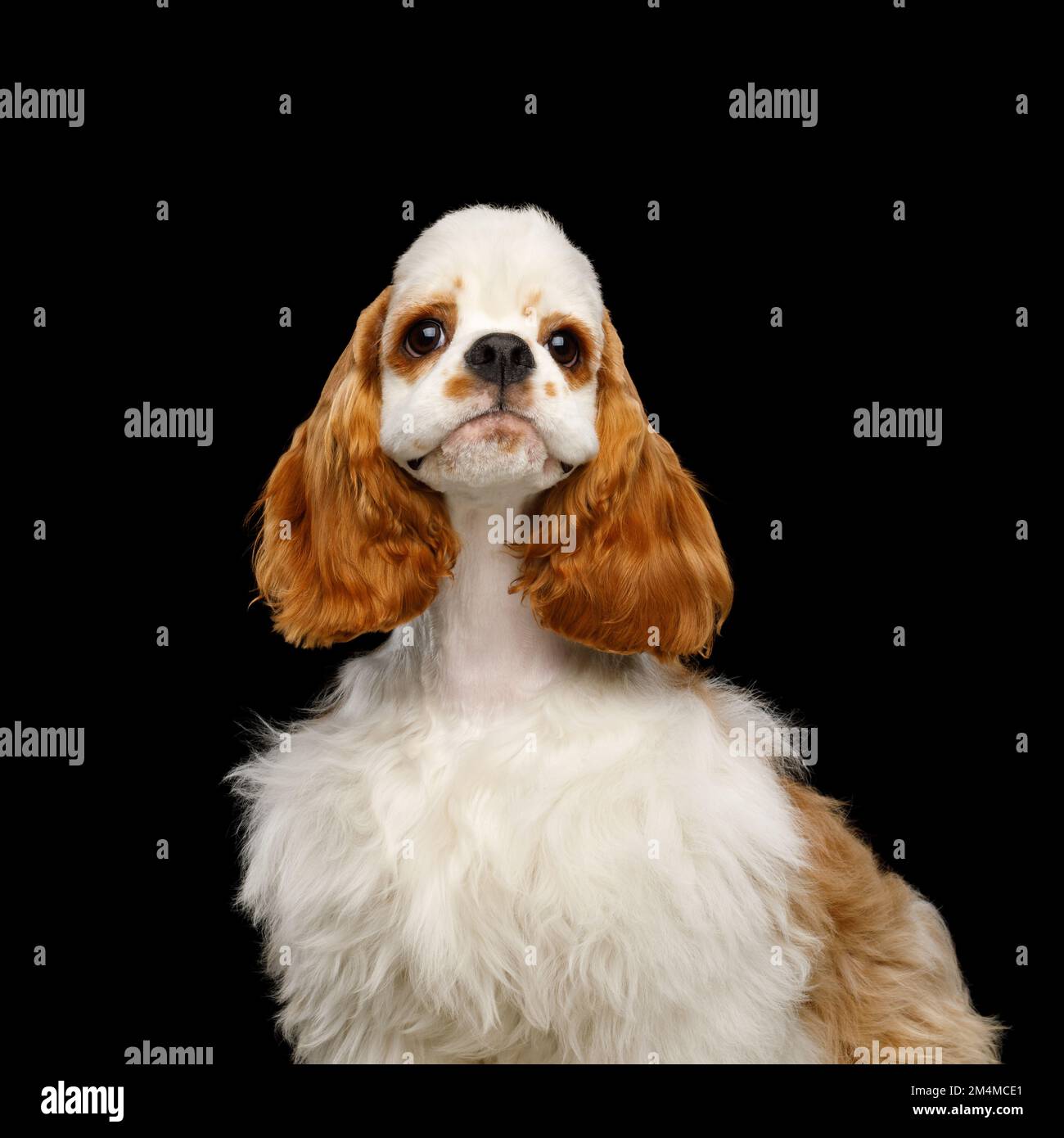 Ritratto di American Cocker Spaniel cane divertente guardando la macchina fotografica isolato su sfondo nero Foto Stock