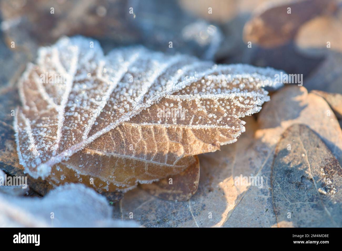 Cristalli di ghiaccio sulle foglie che giacciono sul terreno. Primo piano dell'acqua congelata. Macro scattata dalla natura Foto Stock