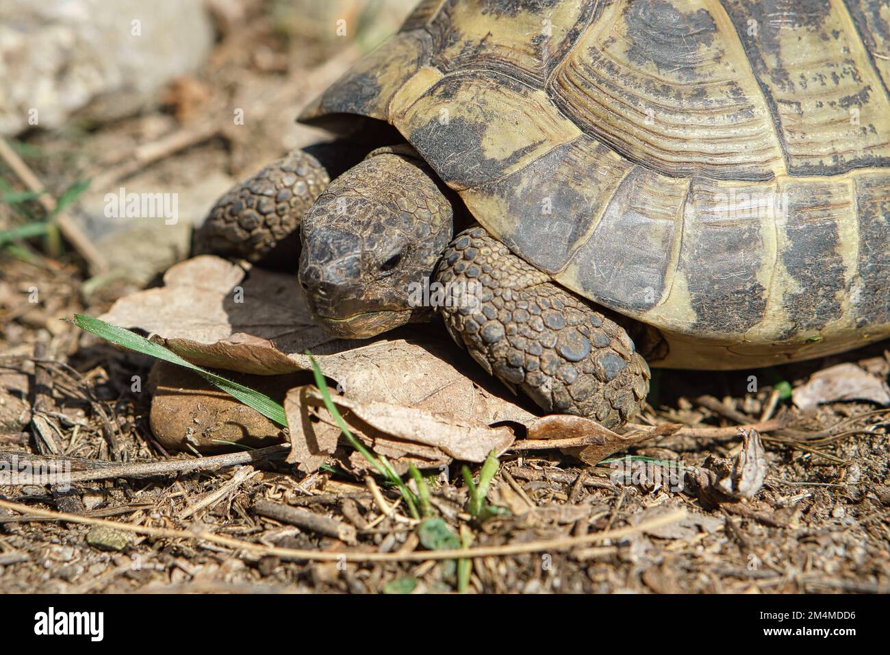 Tartaruga greca su substrato sabbioso. Foto rettili. Animale sparato dalla natura Foto Stock