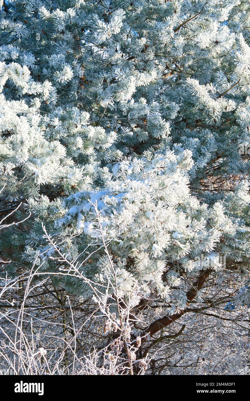 Cristalli di ghiaccio si sono formati sui rami e si congelano in tutte le direzioni su un abete. Sono state create forme testurizzate e bizzarre. Inverno girato dalla natura Foto Stock