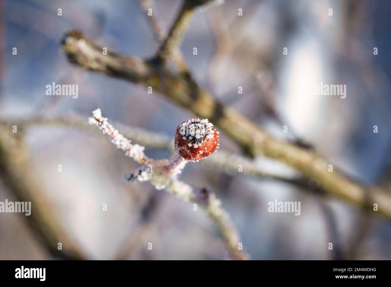 Cristalli di ghiaccio su un frutto dell'anca di rosa. Il risultato è stato una texture ricca e bizzarre forme. Inverno girato dalla natura Foto Stock