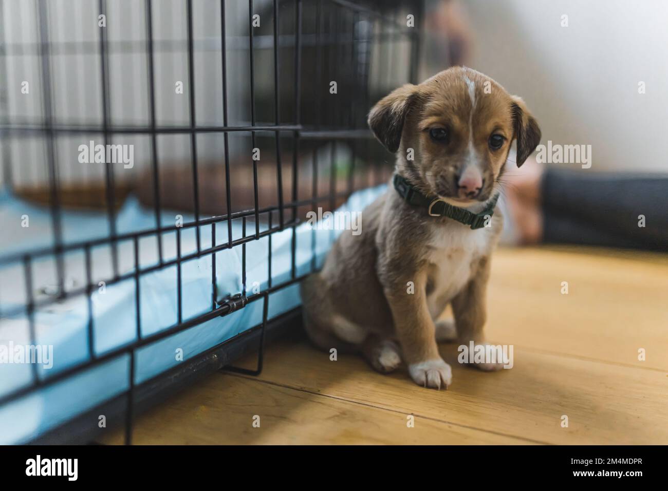 Salvato cucciolo piccolo in una casa di volontariato adottivo. Foto di alta qualità Foto Stock