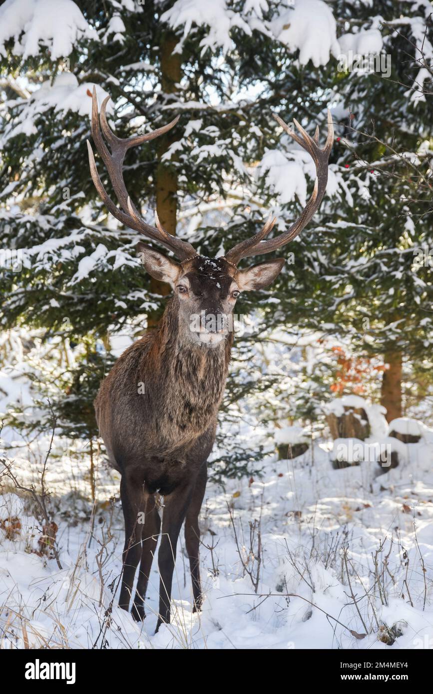 Ritratto di un cervo in inverno in terreno naturale. Foto Stock