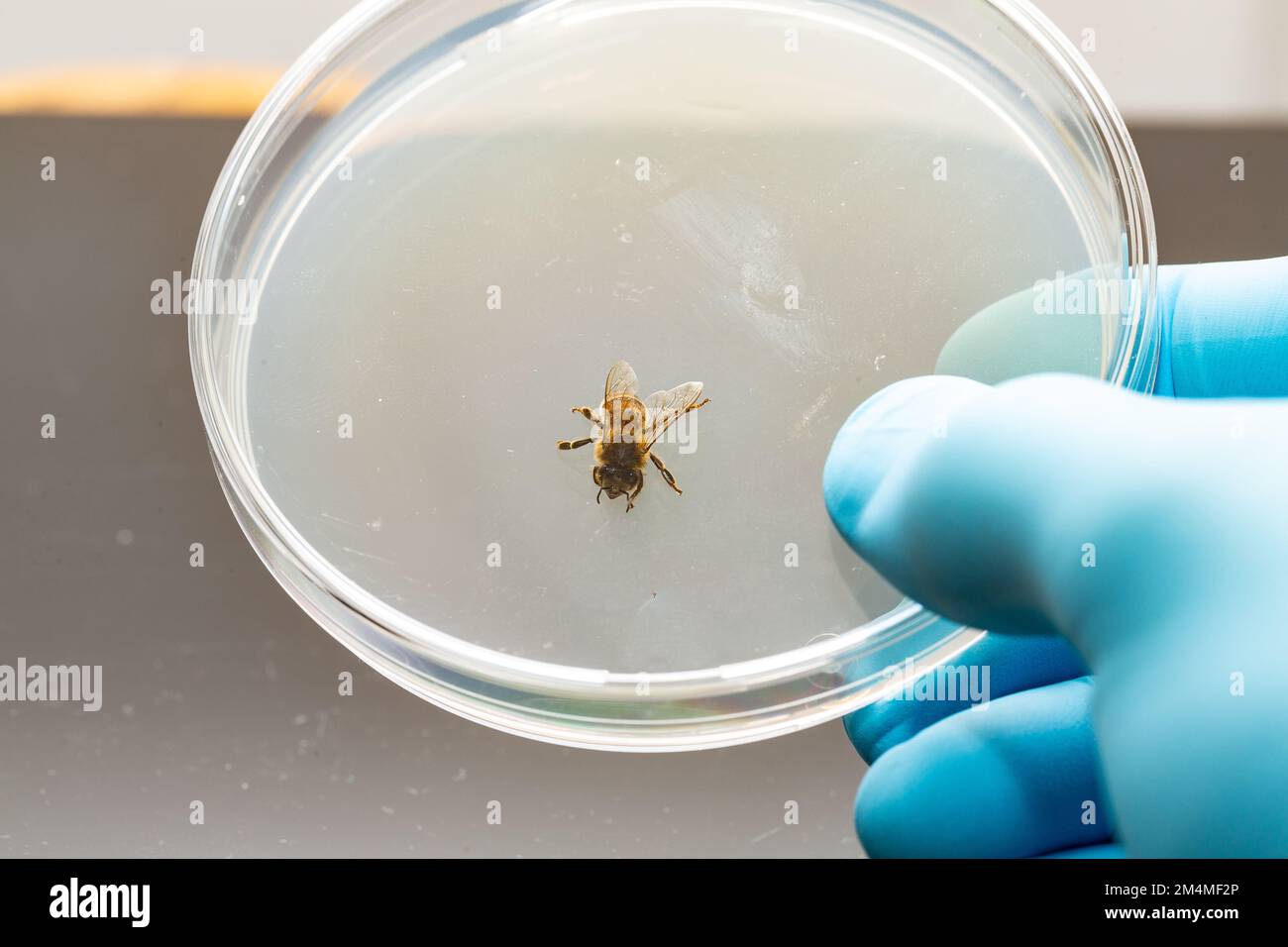 Macro di un'ape di miele in una capsula di Petri nel laboratorio di biologia. Mano blu di uno scienziato che esegue studi di impollinazione. Difesa ambientale Foto Stock
