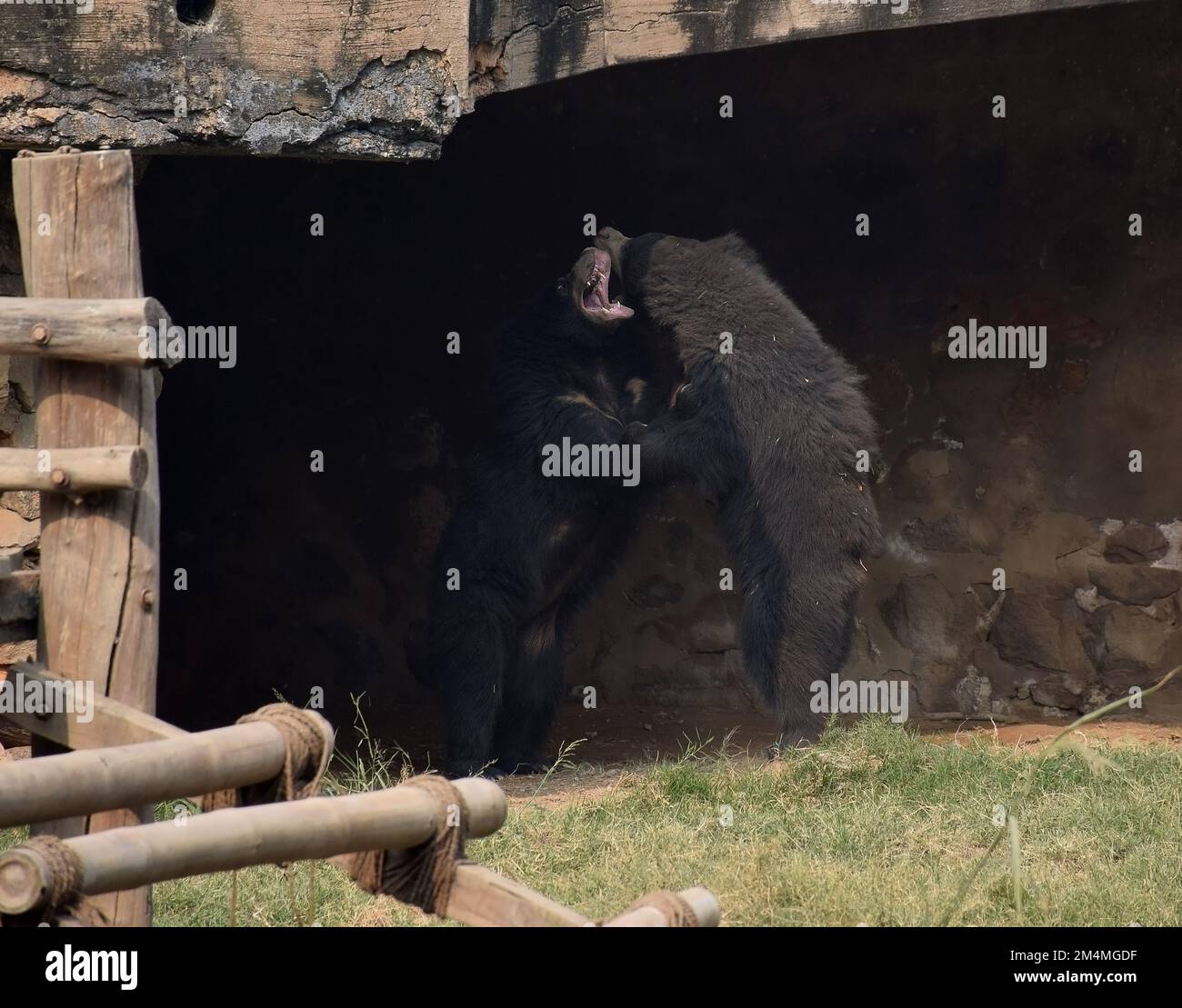 Due orsi selvatici che combattono l'uno con l'altro in uno zoo in India - fotografia naturalistica Foto Stock