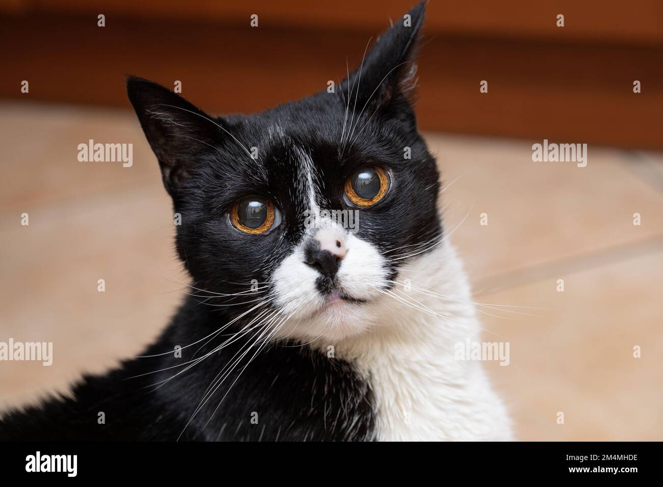 Ritratto di un gatto domestico bicolore o Tuxedo, muso primopiano. Concetto PET Foto Stock