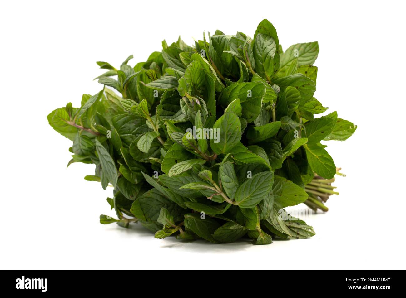 Menta isolata su sfondo bianco. Tracciato di ritaglio. Profondità di campo completa. Mazzo di menta. primo piano Foto Stock
