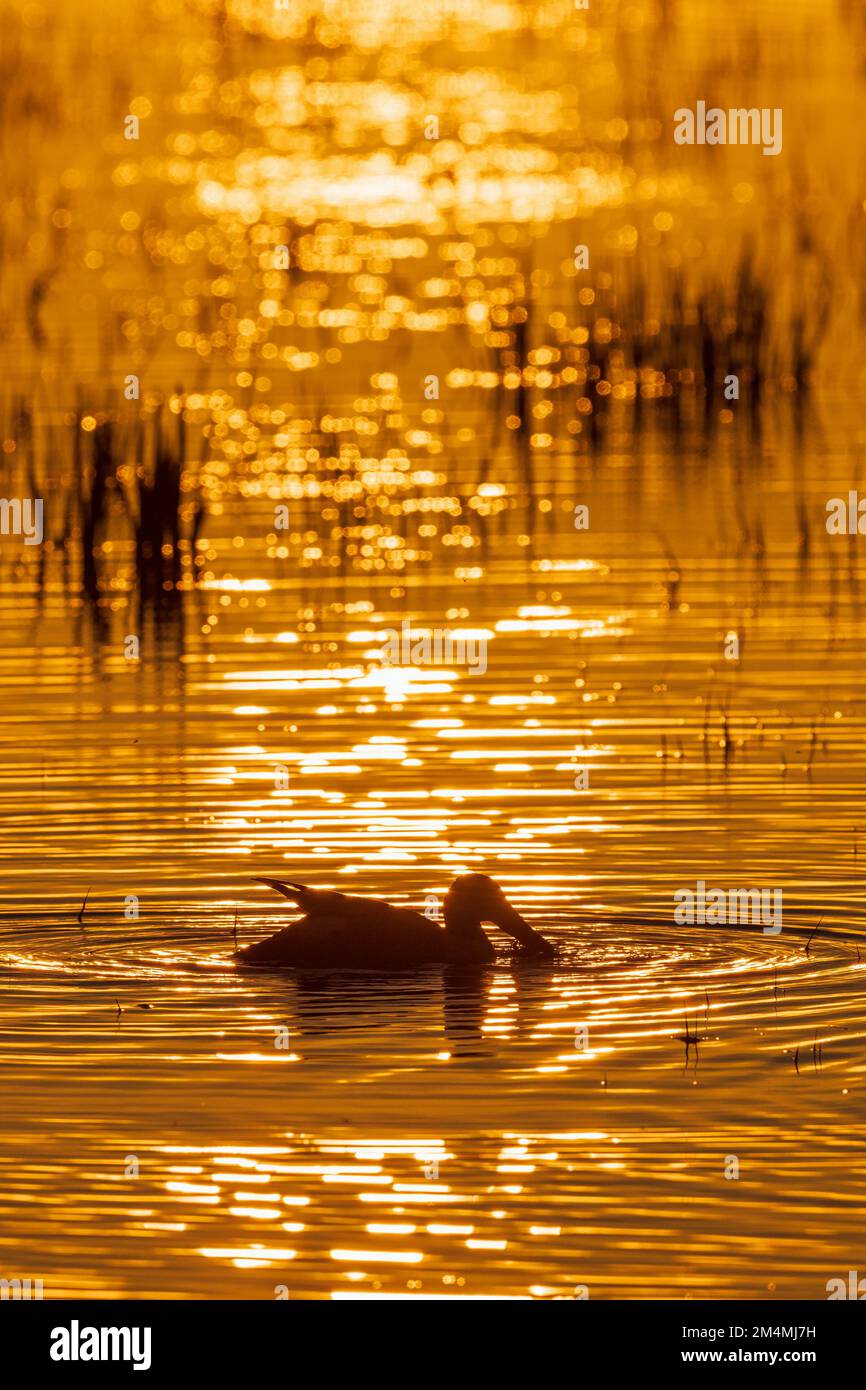 Shoveler in un lago al tramonto Foto Stock