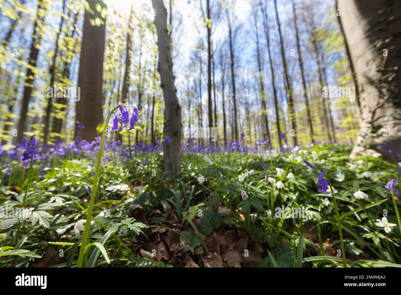 HAL, Belgio - 20 aprile 2022: La foresta Hall con il suo tappeto di giacinti blu che copre il terreno Foto Stock