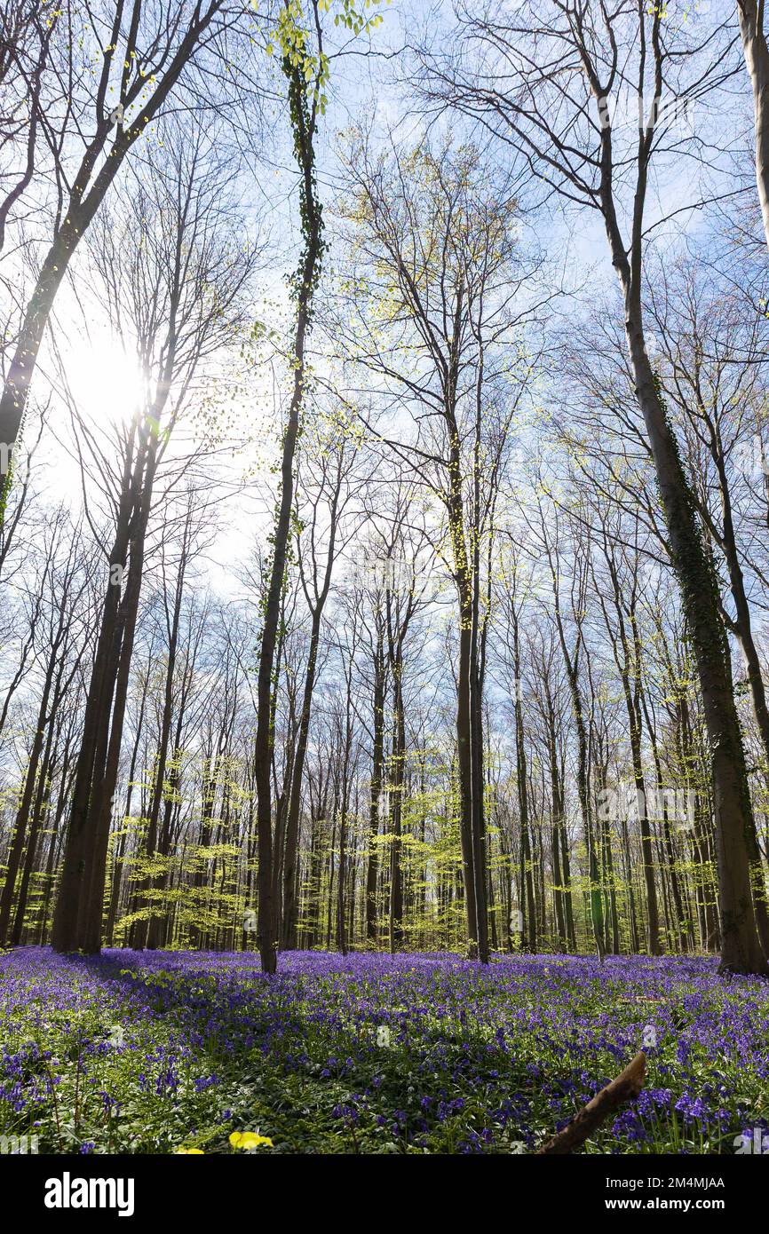 HAL, Belgio - 20 aprile 2022: La foresta Hall con il suo tappeto di giacinti blu che copre il terreno Foto Stock