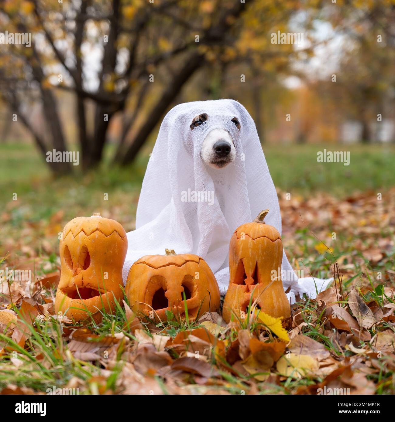 Dog jack russell terrier in costume fantasma con zucche jack-o-lanterna nella foresta autunnale. Foto Stock