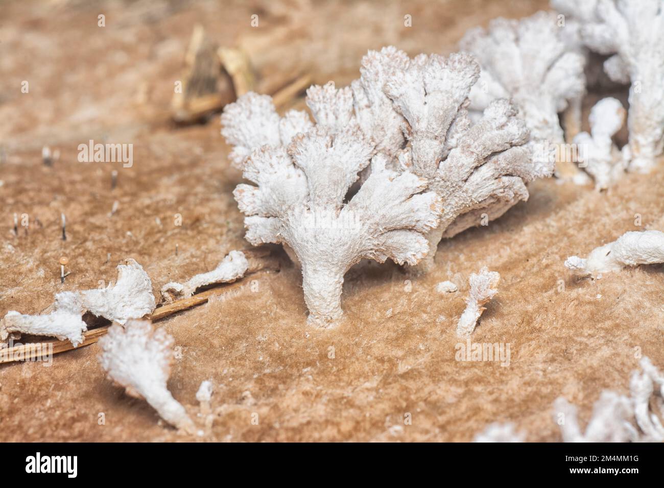 i funghi selvatici a forma di ventaglio a imbuto marrone chiaro. Foto Stock