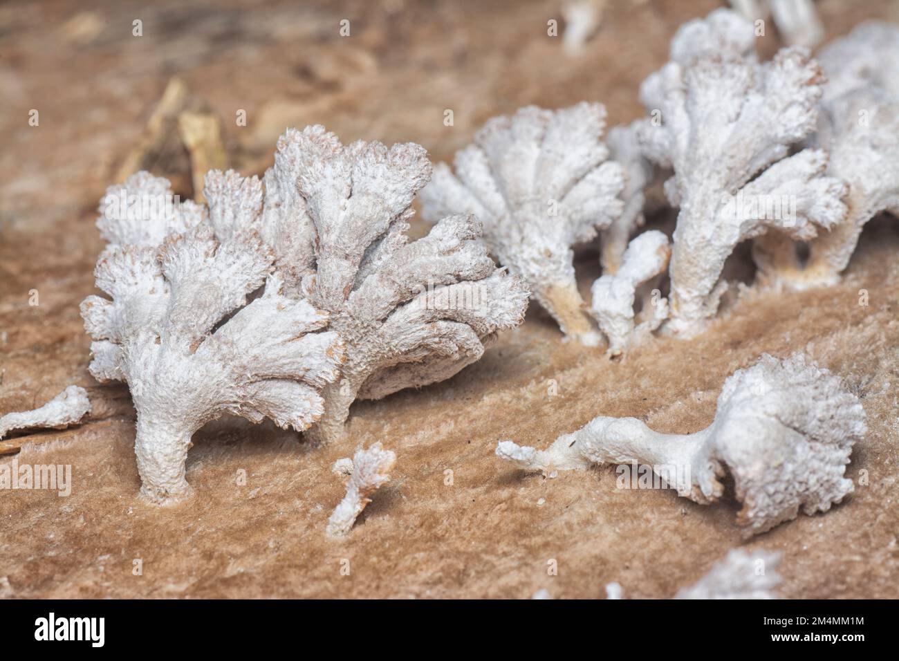 i funghi selvatici a forma di ventaglio a imbuto marrone chiaro. Foto Stock