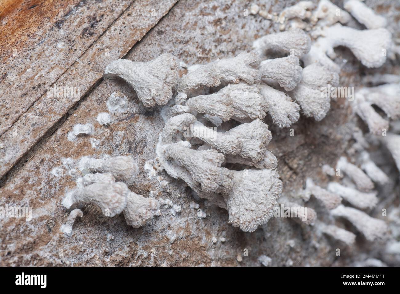 i funghi selvatici a forma di ventaglio a imbuto marrone chiaro. Foto Stock