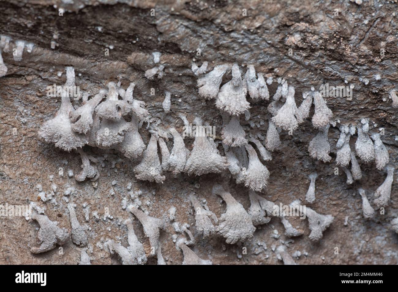 i funghi selvatici a forma di ventaglio a imbuto marrone chiaro. Foto Stock