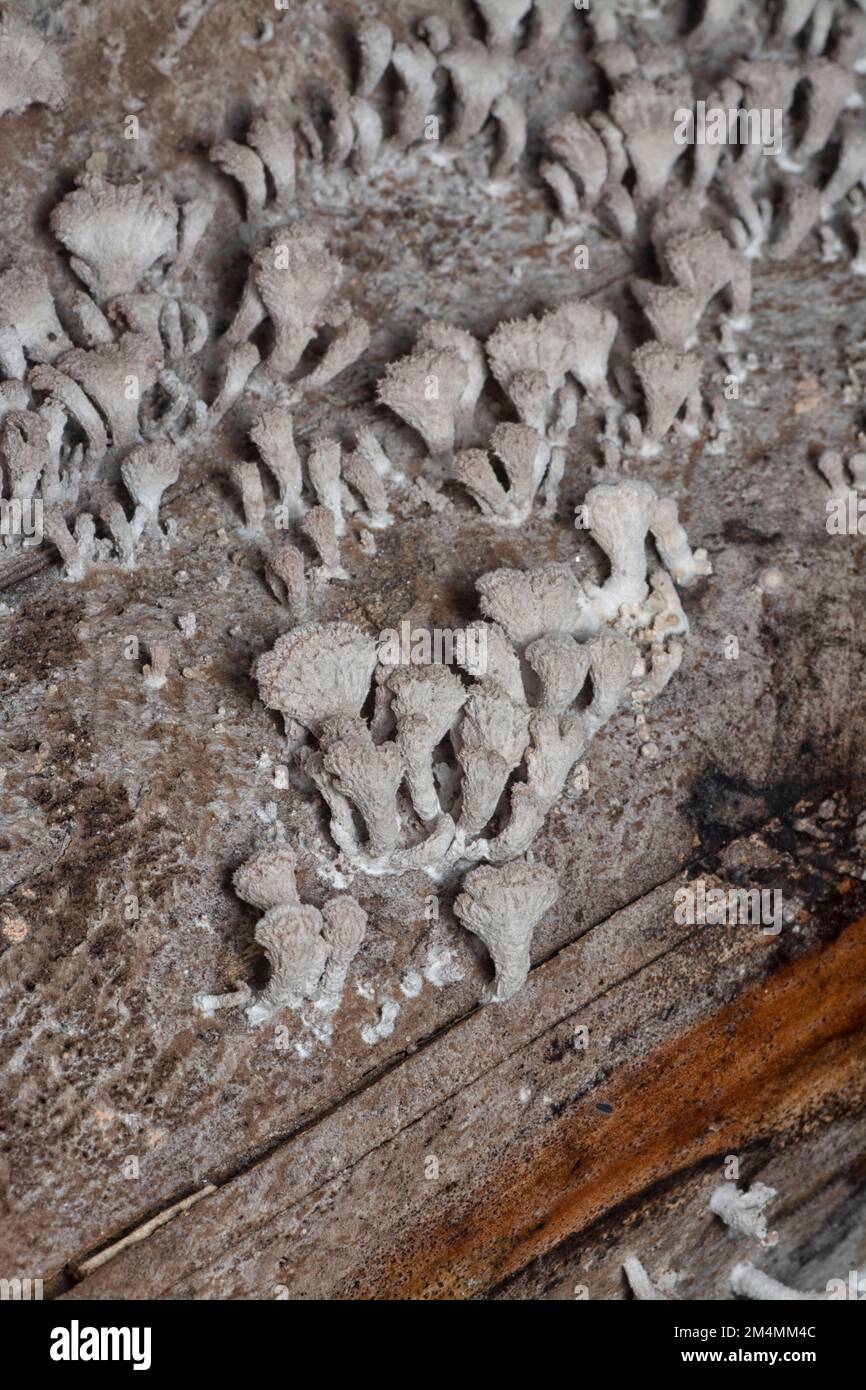 i funghi selvatici a forma di ventaglio a imbuto marrone chiaro. Foto Stock