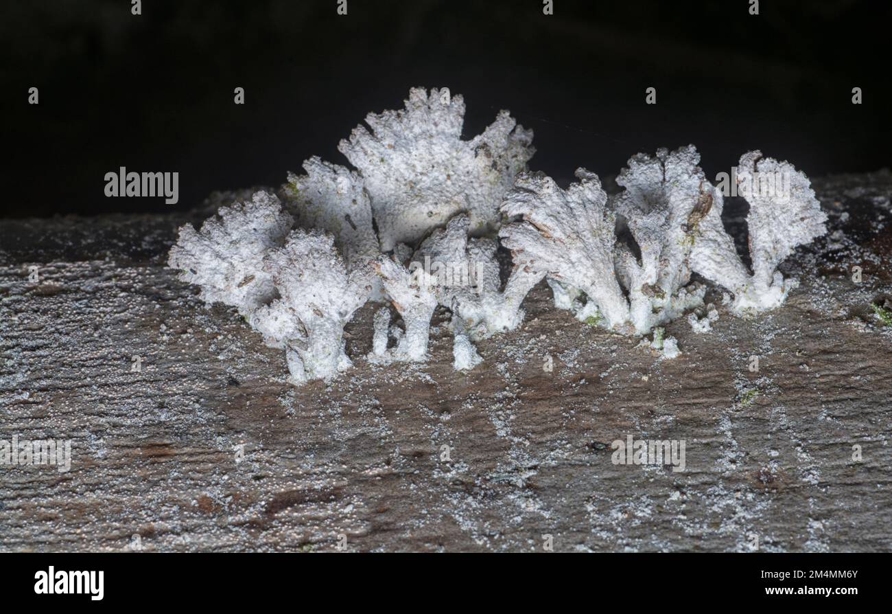 i funghi selvatici a forma di ventaglio a imbuto marrone chiaro. Foto Stock