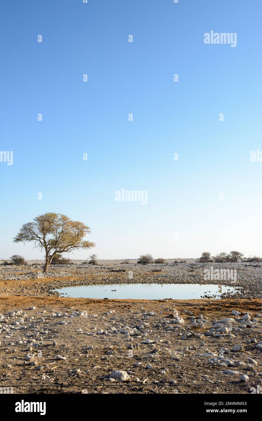 Vista panoramica del bacino di Okaukuejo, illuminato di notte nel Parco Nazionale di Etosha, Namibia, Africa sudoccidentale Foto Stock