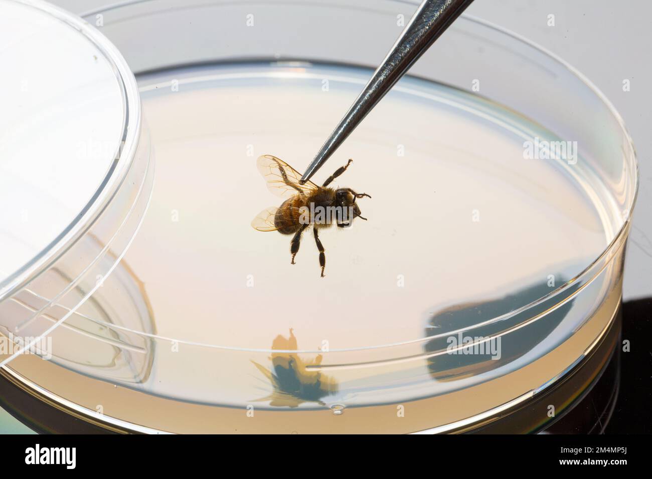 Ricerca scientifica sulle api da miele. Tenuta delle api con pinzette durante un test di laboratorio biologico con piastra Petri per analizzare il veleno dell'sti Foto Stock