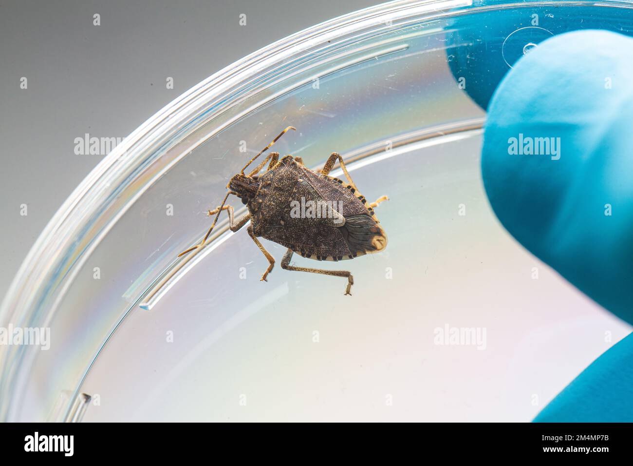 Macro di Bug di Stink marmorato marrone, Halyomorfa halys, su una piastra di Petri. Ricerca scientifica di una specie invasiva dannosa per l'agricoltura di un asiatico Foto Stock