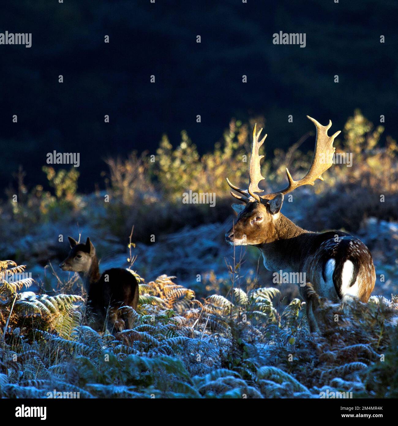 Fallow Deer Stag in autunno su Cannock Chase AONB (area di straordinaria bellezza naturale) in Staffordshire Inghilterra Regno Unito Foto Stock