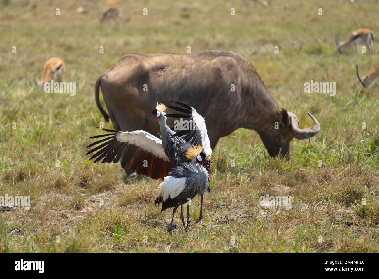African buffalo (Syncerus caffer). Questo grande erbivoro mangia soprattutto erba, sebbene la sua dieta comprende anche foglie e germogli. Essa vive nei pressi delle foreste di un Foto Stock