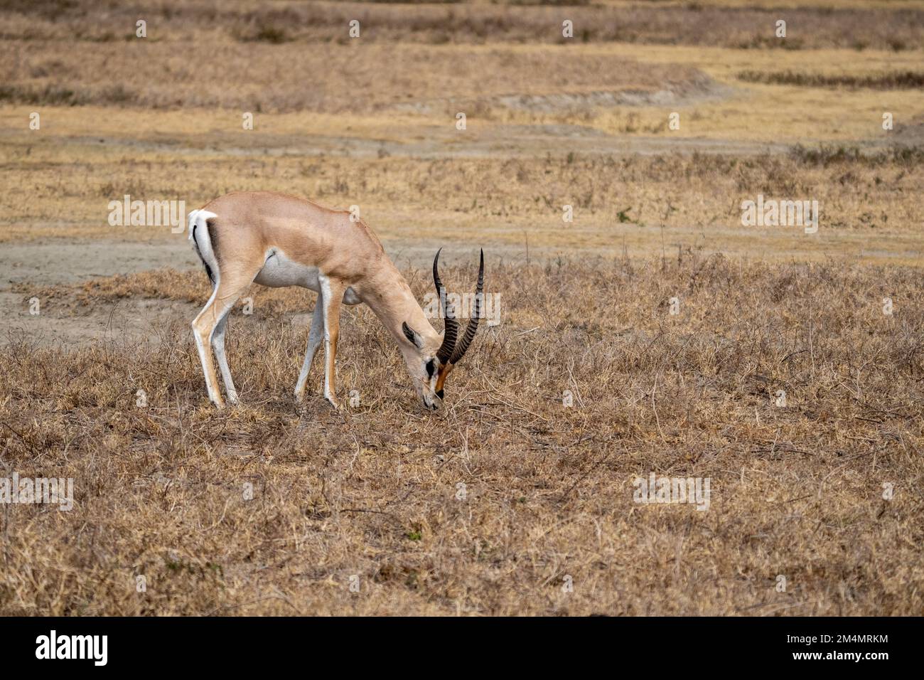 La gazzella di Grant (Nanger granti) è una specie di gazzella distribuita dalla Tanzania settentrionale al Sudan meridionale e all'Etiopia, e dalla costa keniota a L. Foto Stock