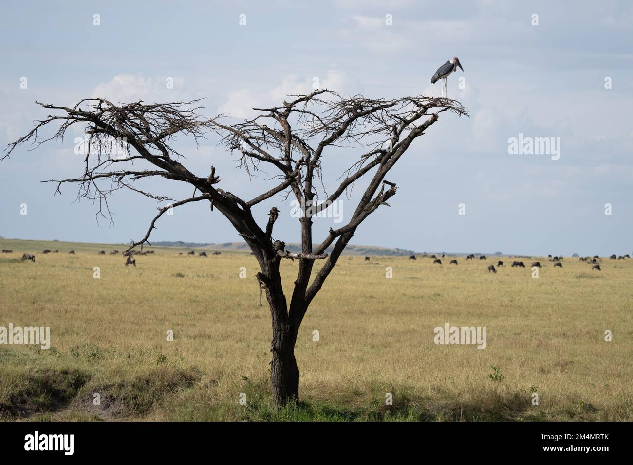 Marabou Stork (Leptoptilos crumeniferus), su un albero. con un cielo nuvoloso sfondo. Questa grande cicogna è trovato l'Africa sub-sahariana. Esso è specializzato Foto Stock